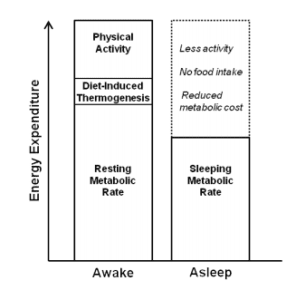 24-Hour Energy Expenditure Components: TEF / DIT (thermic effect of ...