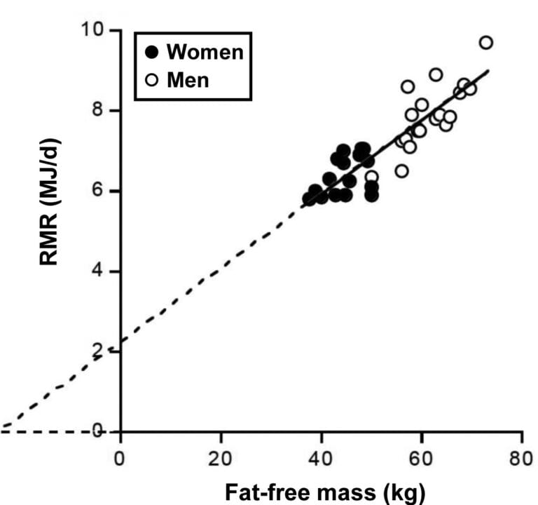 24-Hour energy expenditure components: BMR and RMR (basal metabolic ...